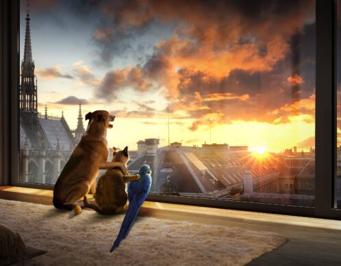 Photomontage aliaspauline edf agence roughman illustrateur mil pat